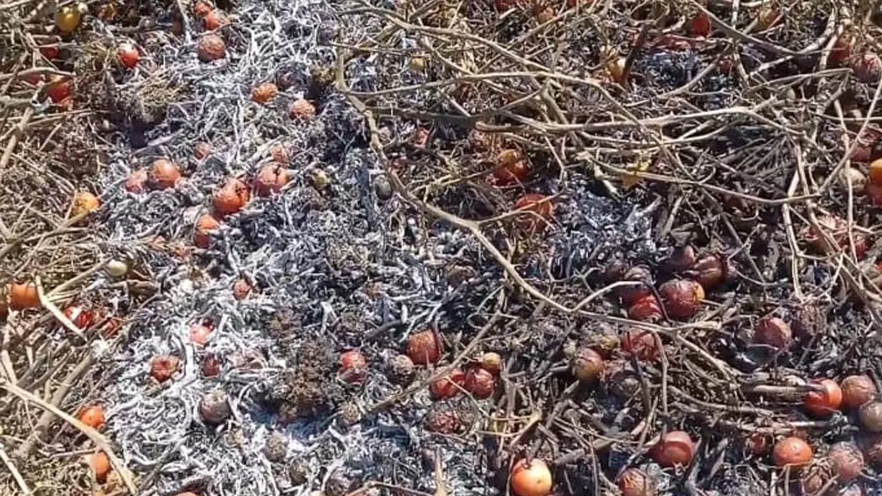 Tomato Farmers