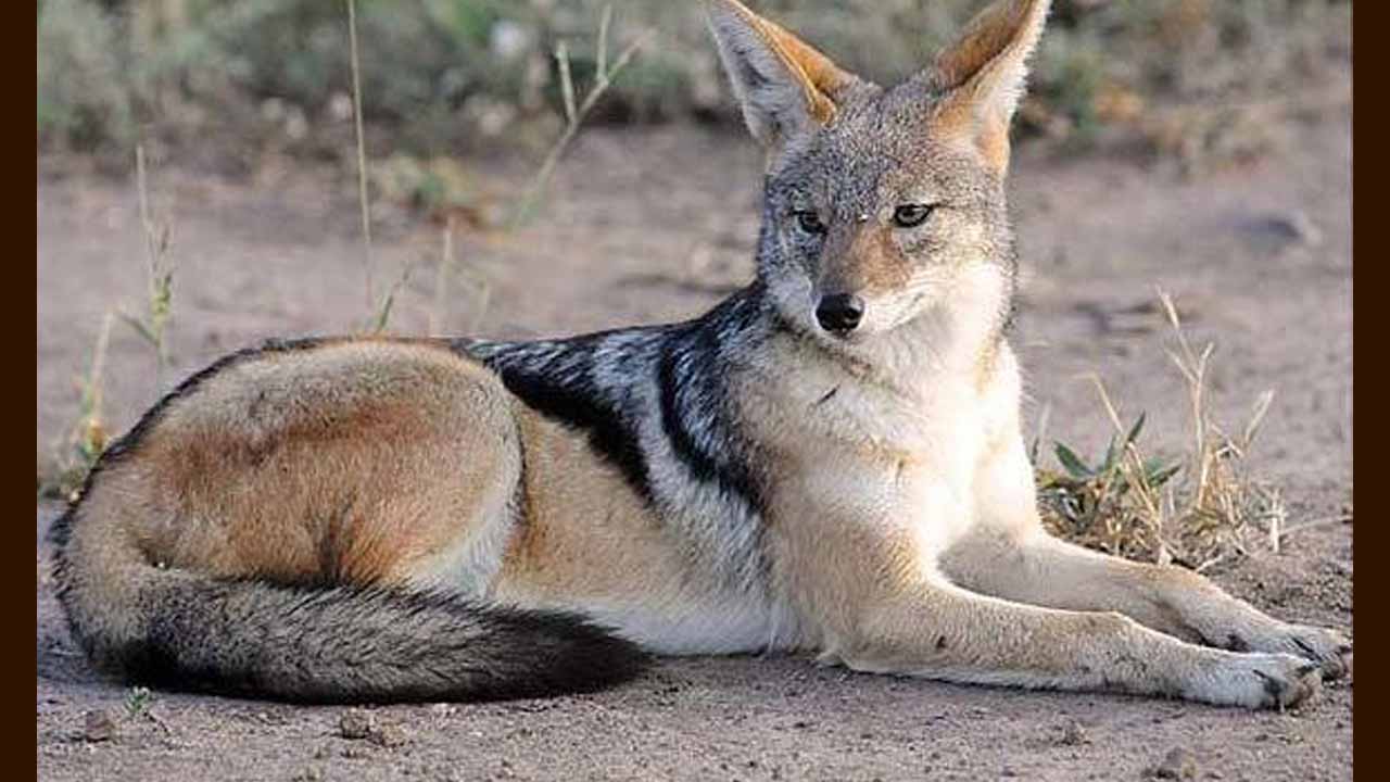 Jackal Attacked On Woman