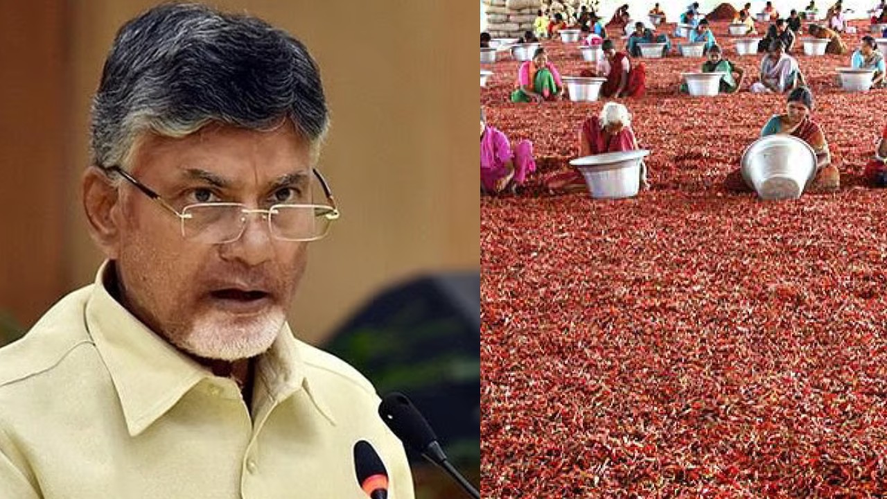 Cm Chandrababu, Mirchi Farmers