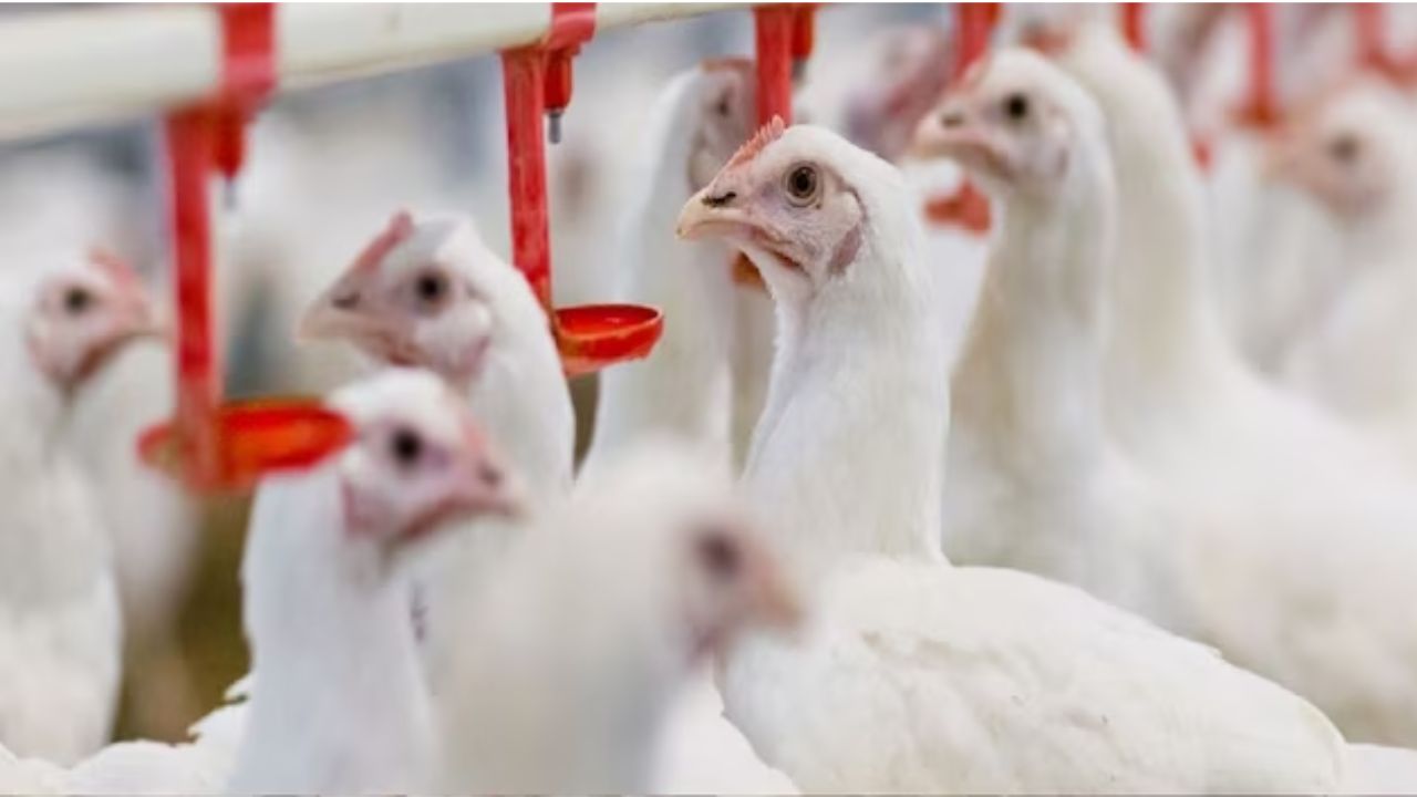 Chicken Quality Chicken Parts Bird Flu