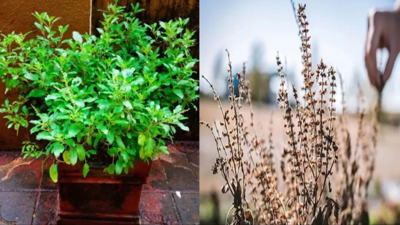 Dried Tulsi Plant