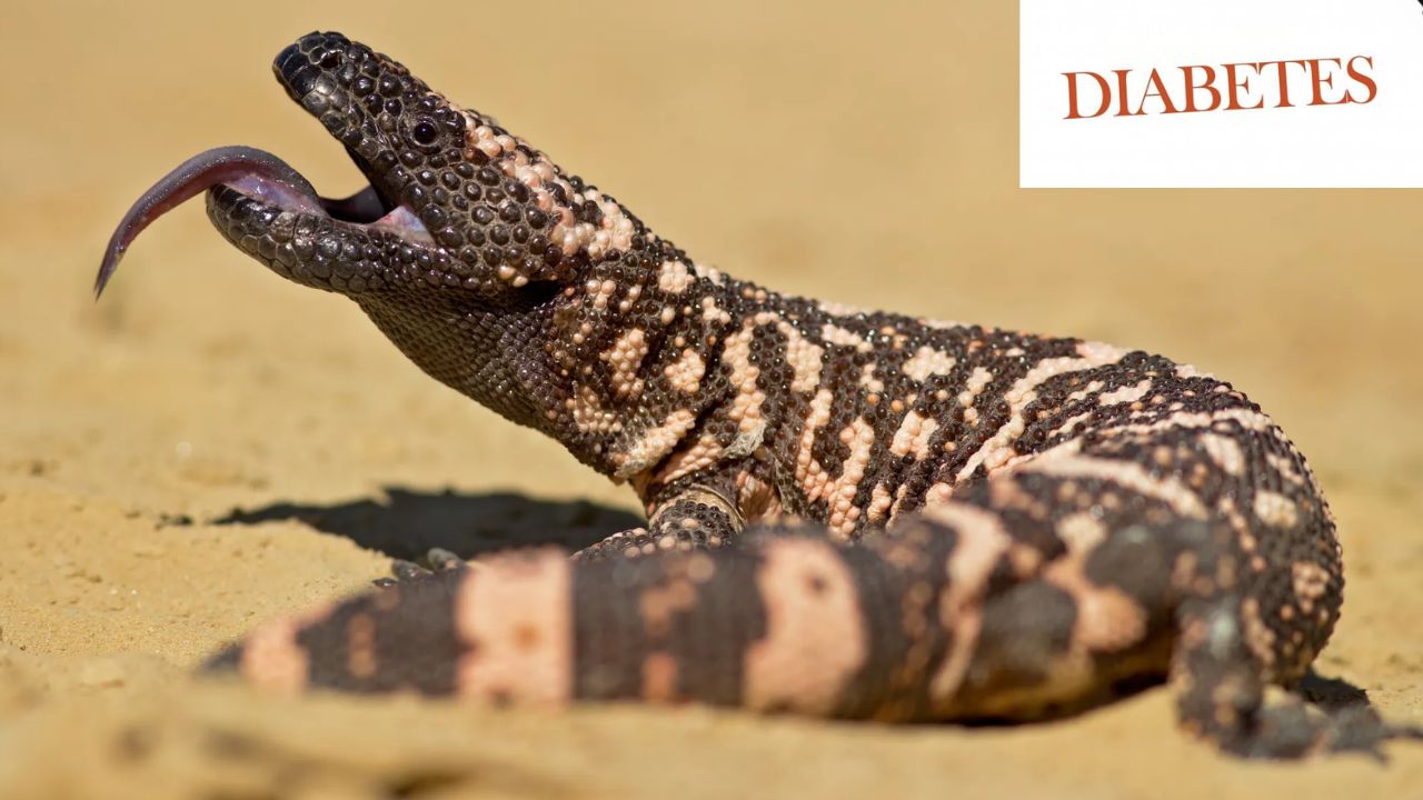 Lizard Venom Vs Diabetes Ozempic Diabetes Drug Diabetes Obesity