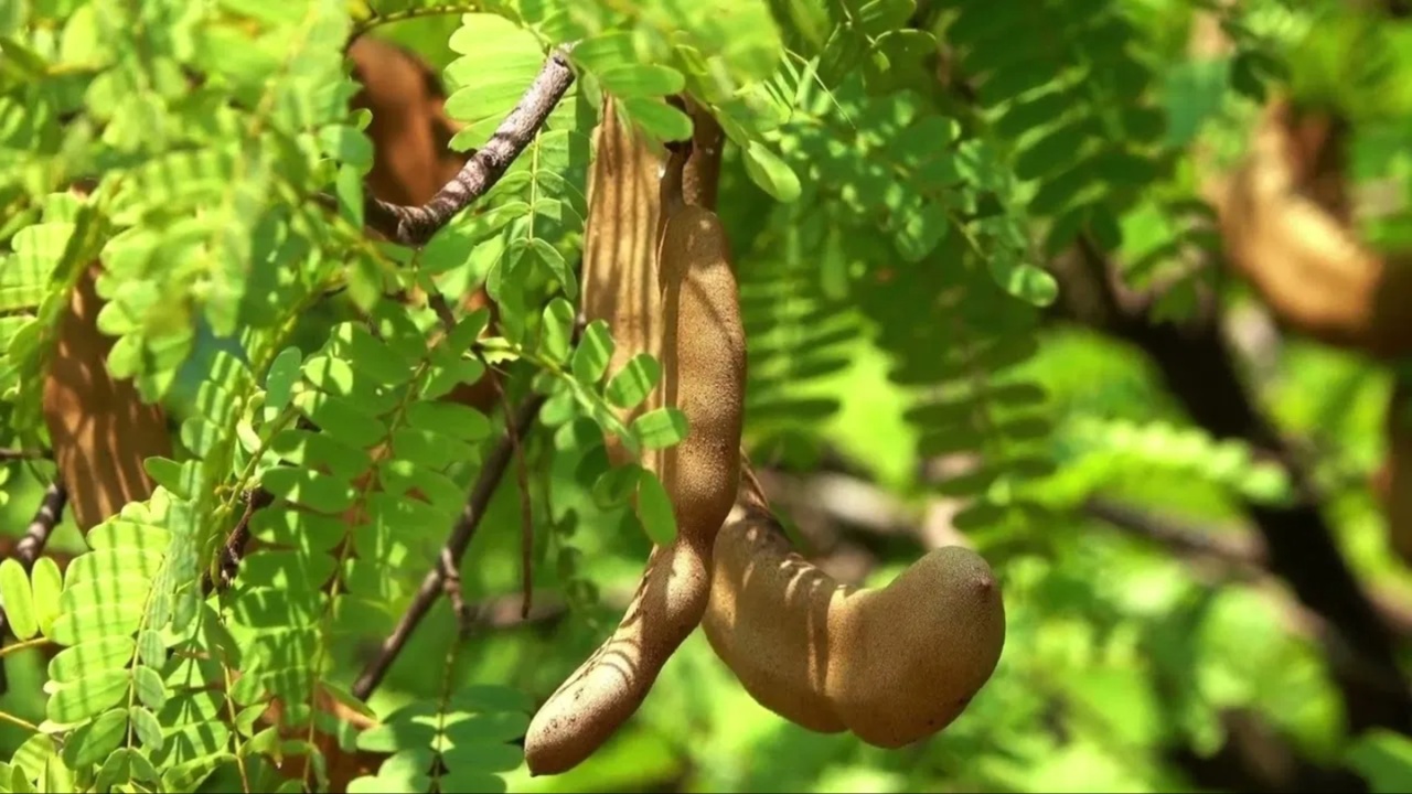 Plants