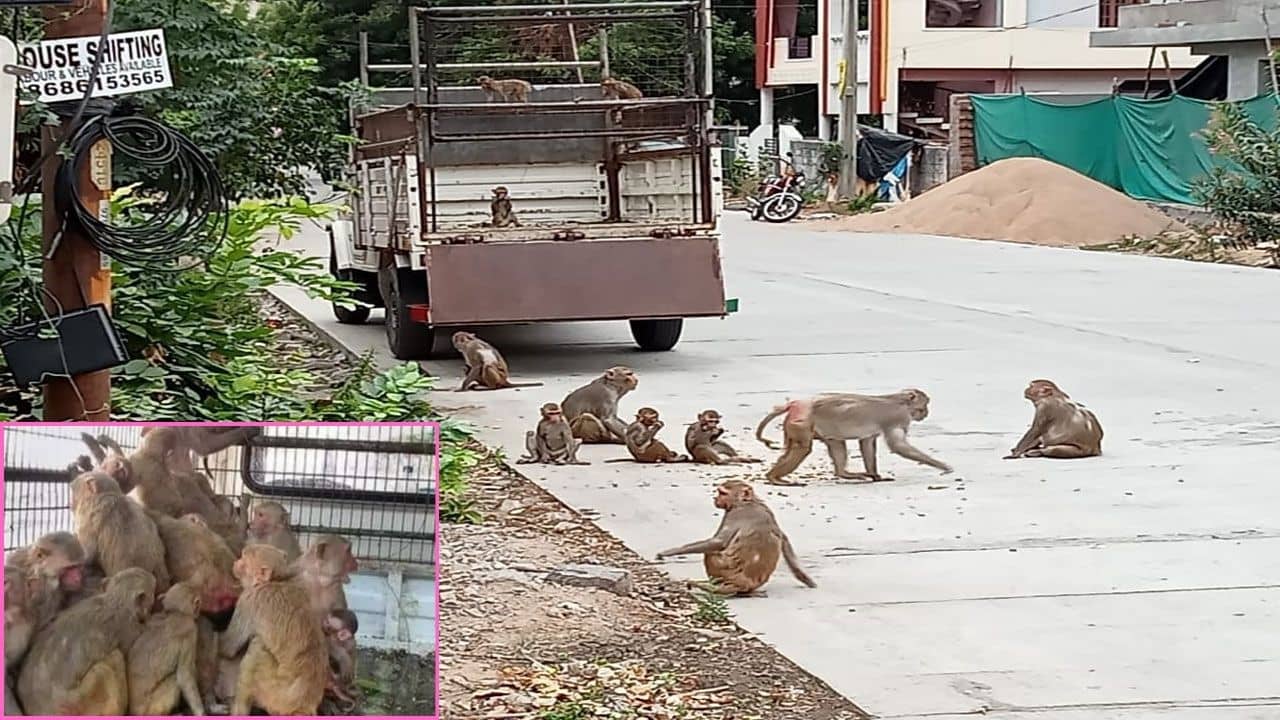 Telangana Villages Sarpanch Aspirants Monkey Catch update Monkeys Problem Min