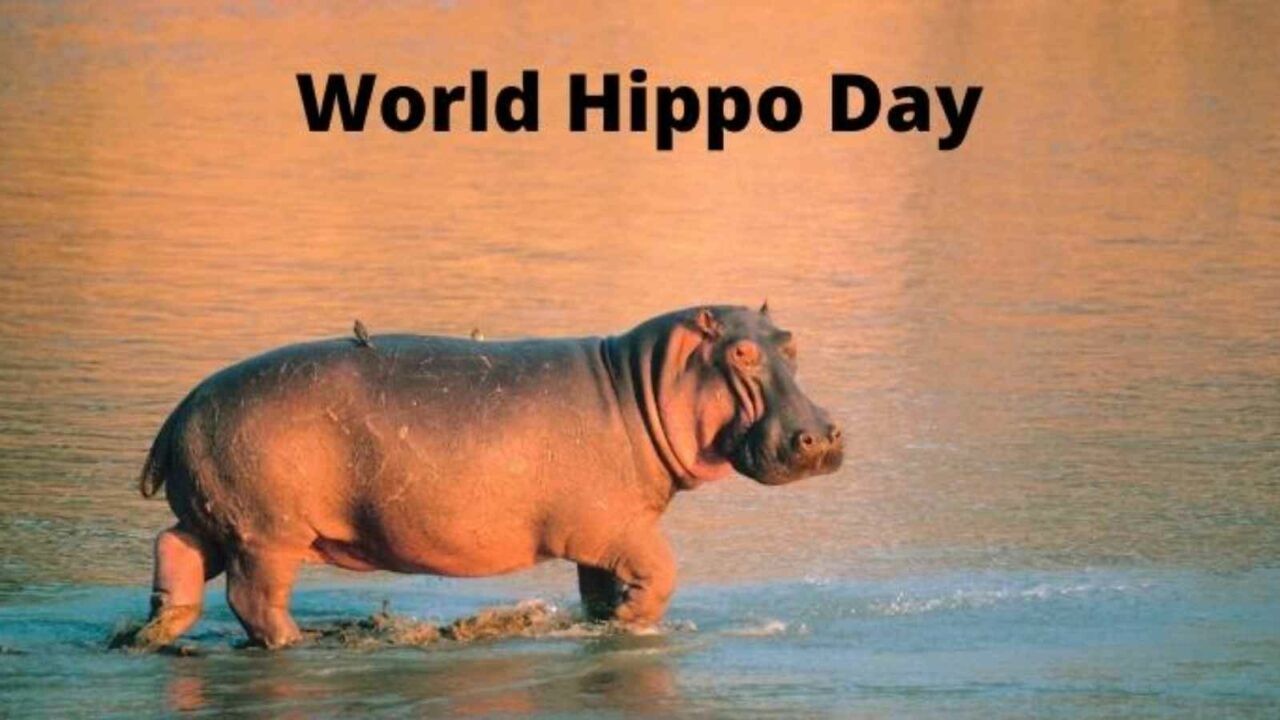 World Hippo Day