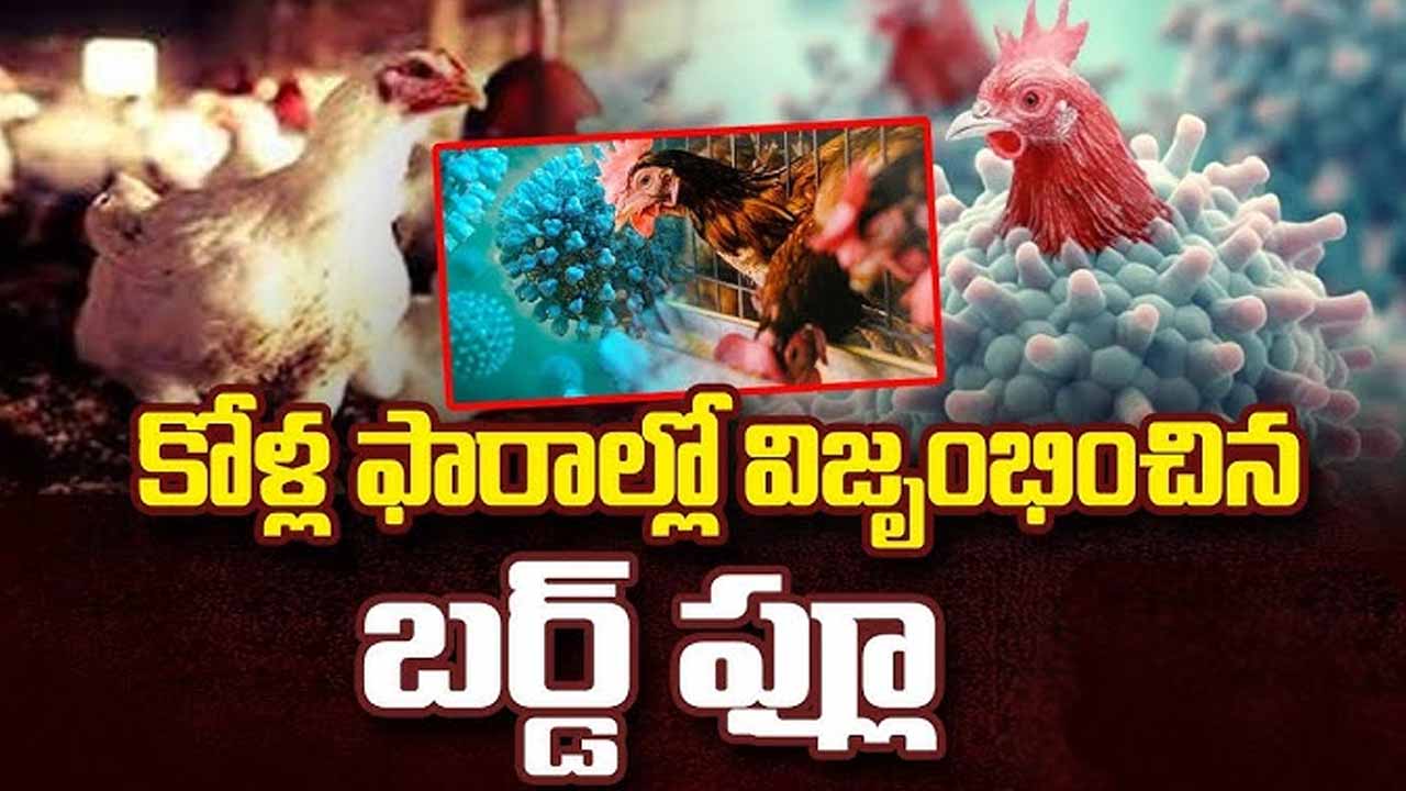 Bird flu outbreak again..