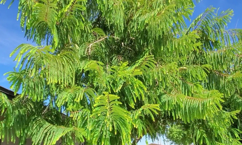 Amla
