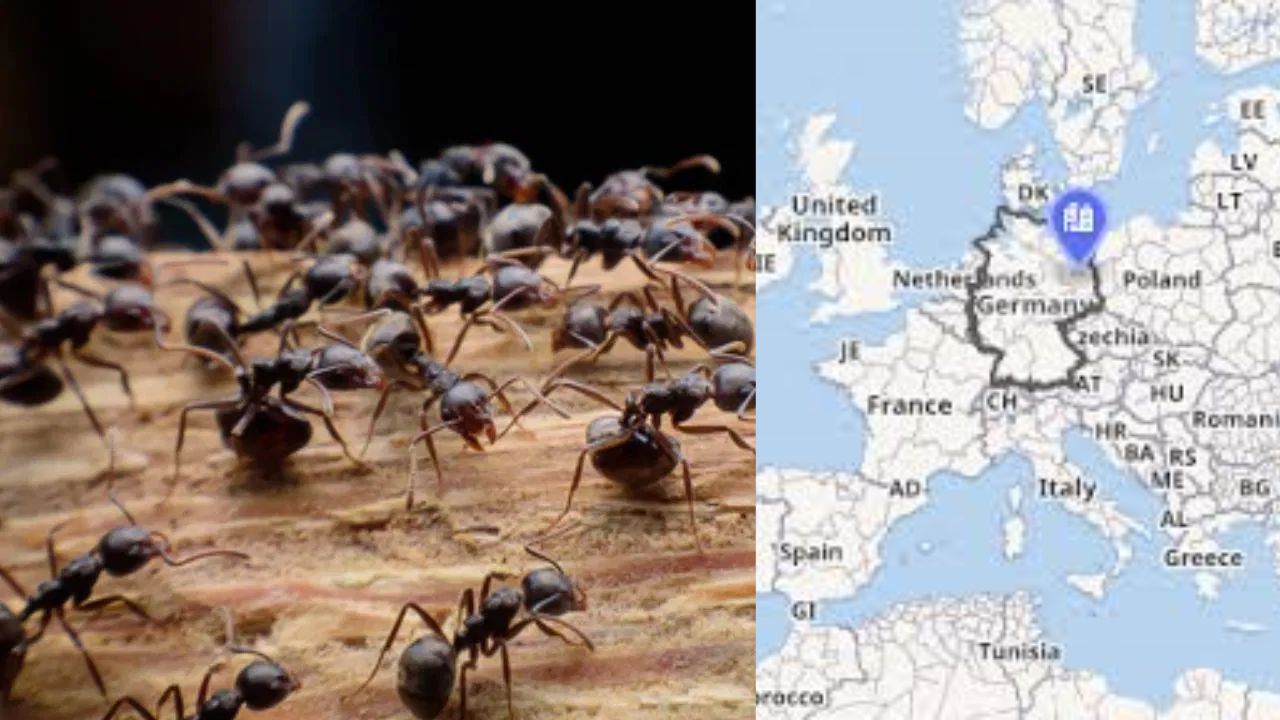 Aggressive Ants Destruction In Germany Electricity Outage Internet Outage Tapinoma Magnum Ants