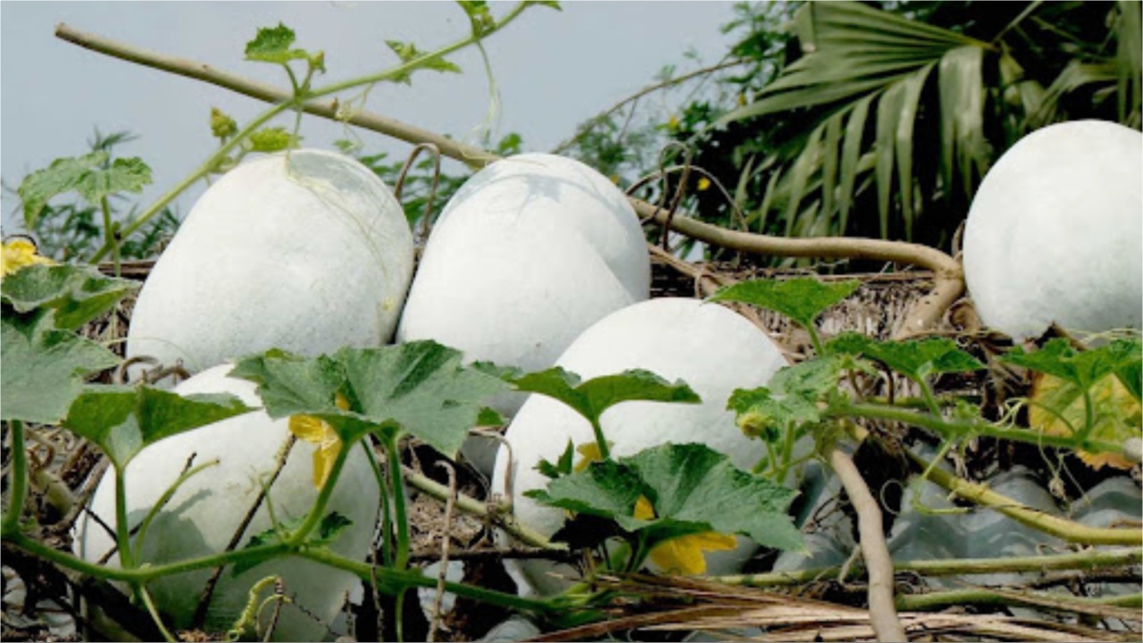Ash Gourd