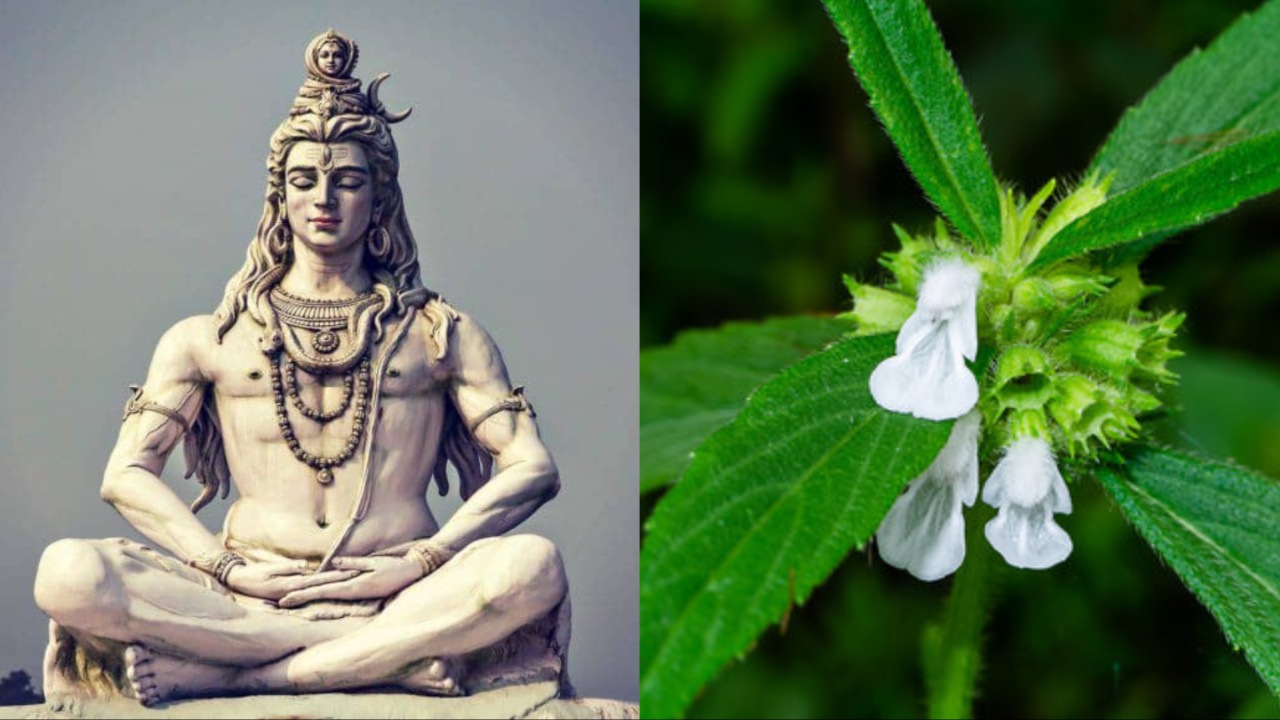 Thumba Flower