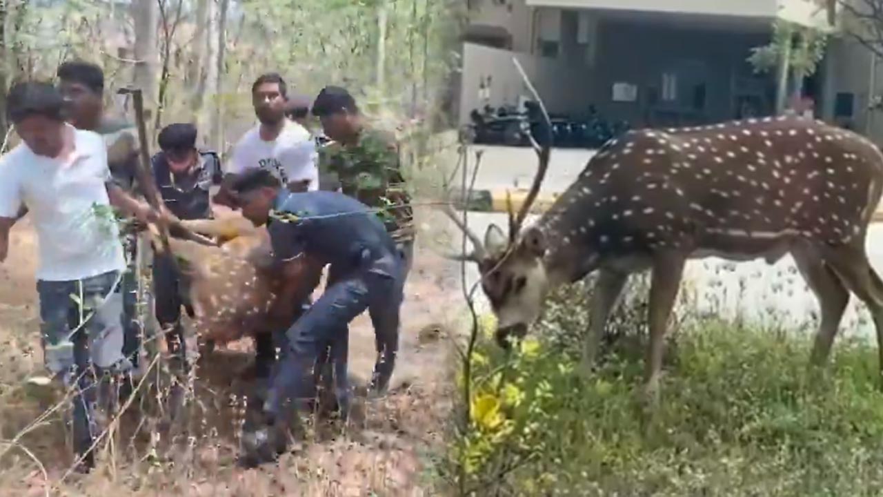 Deer Hcu