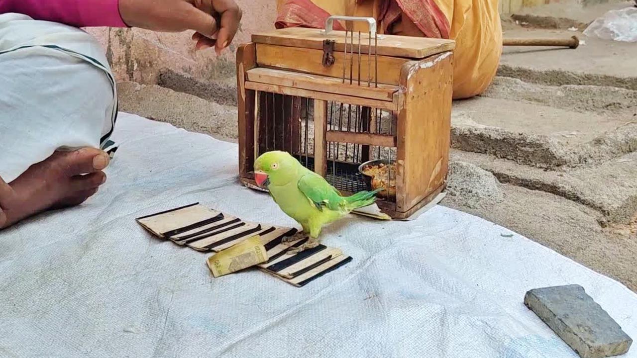 Parrot