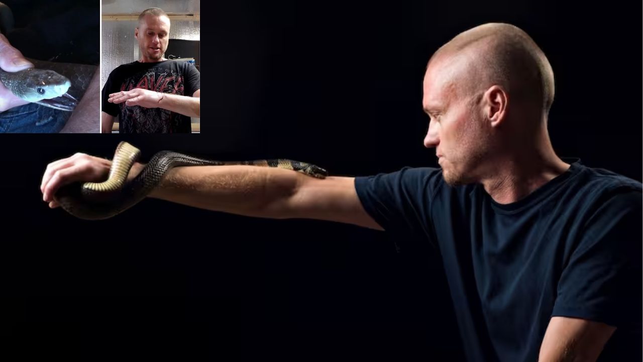 856 Snakebites Vs A Man Antivenom American Scientists Snakebites Snakes