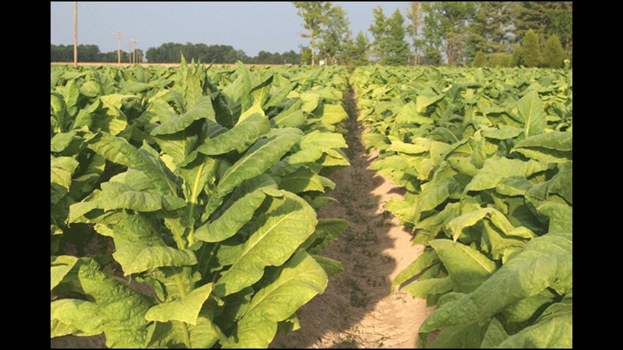 Black Burley Tobacco