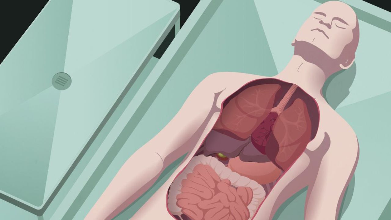 Death Facts Human Organs Functioning After Death