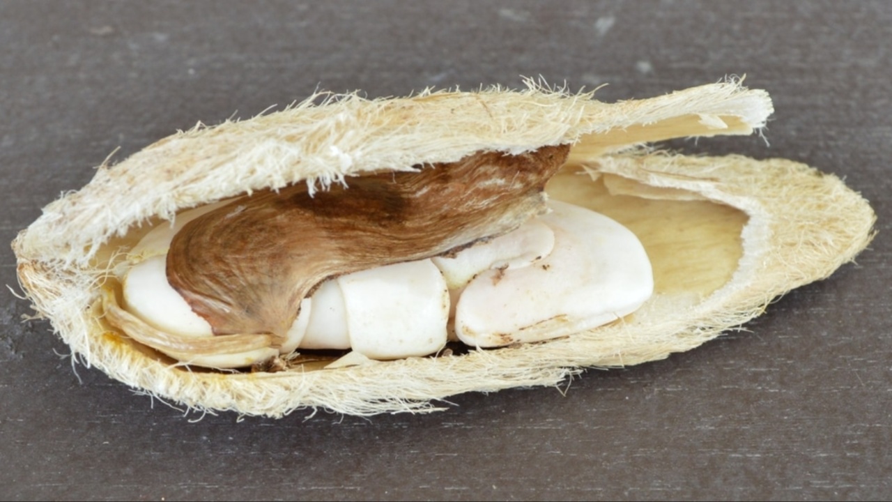 Mango Seed