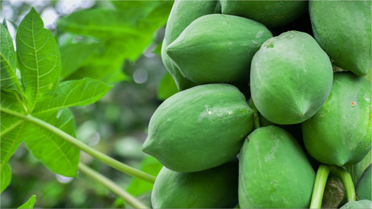 Papaya