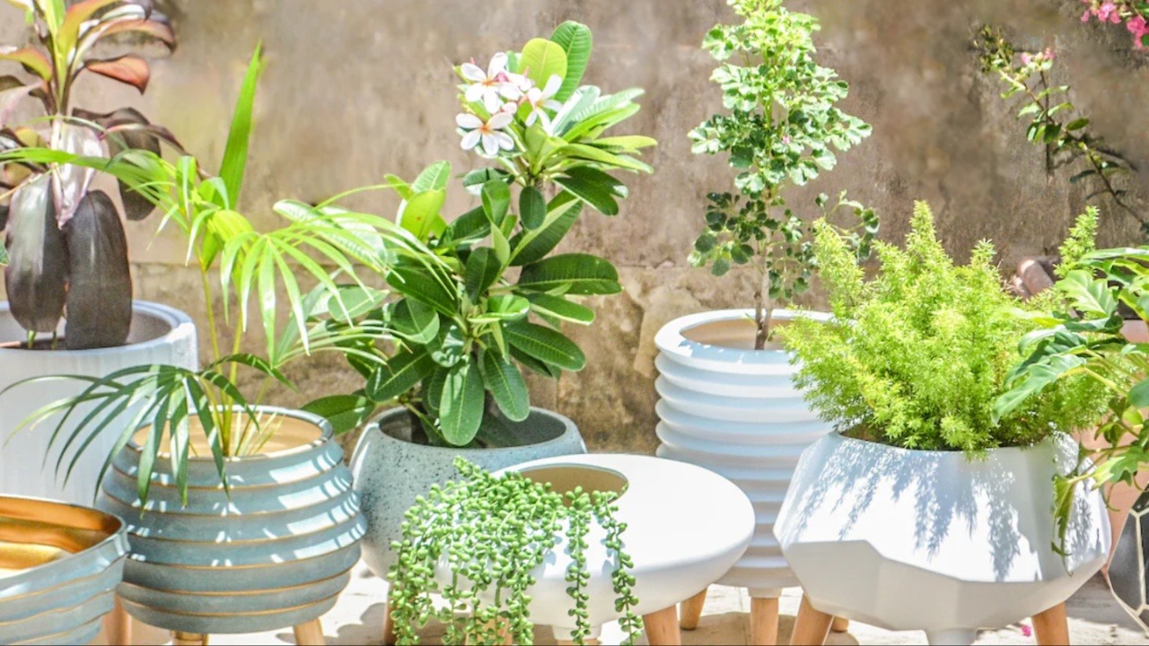 Plants