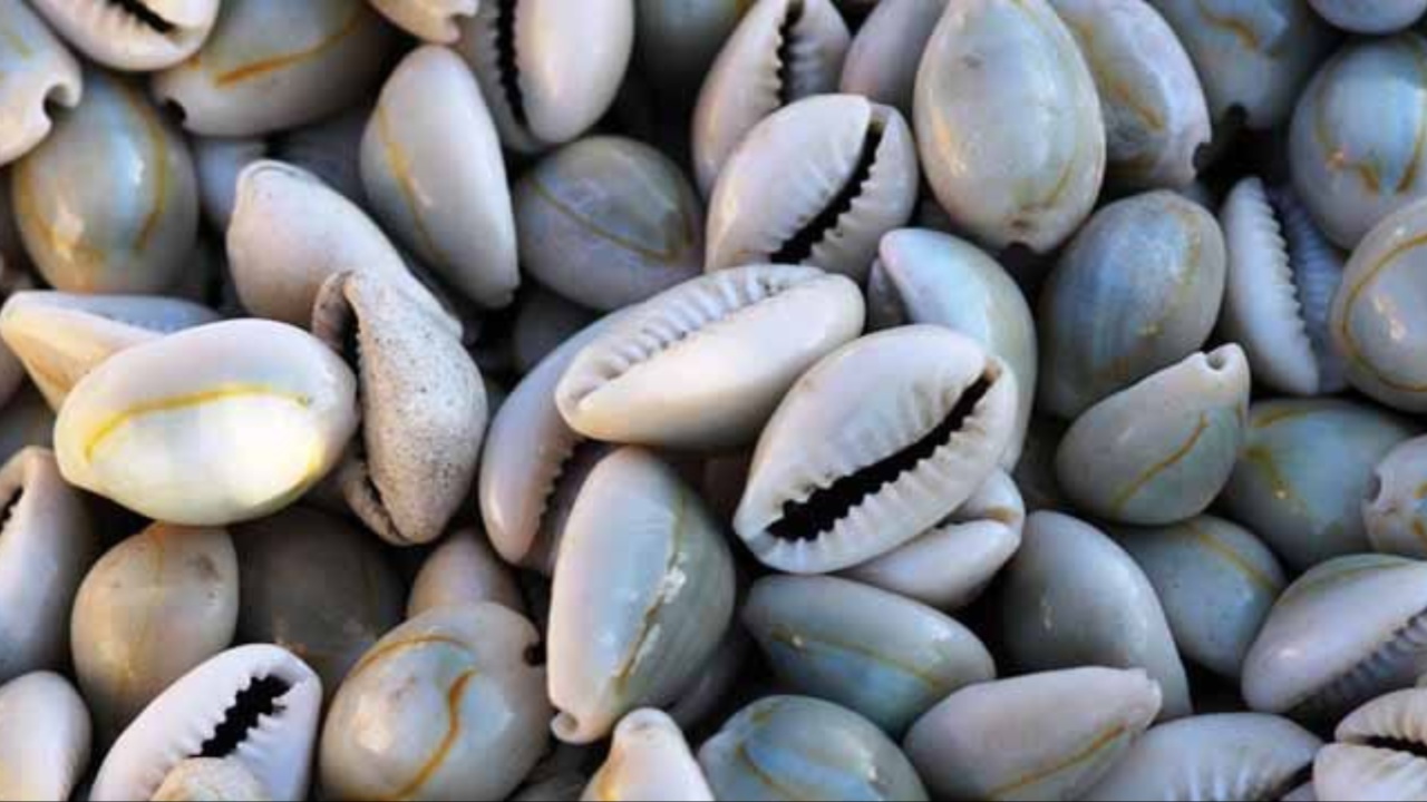 Shells