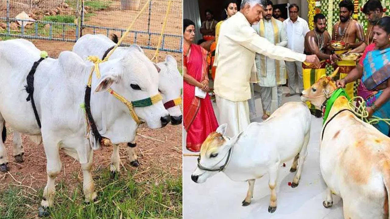 Punganur Cows At Cm Chandra