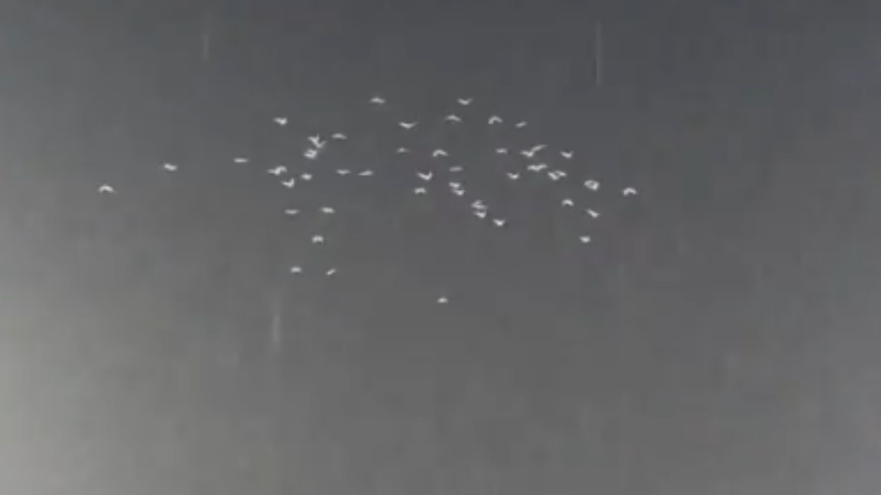 White Pigeons