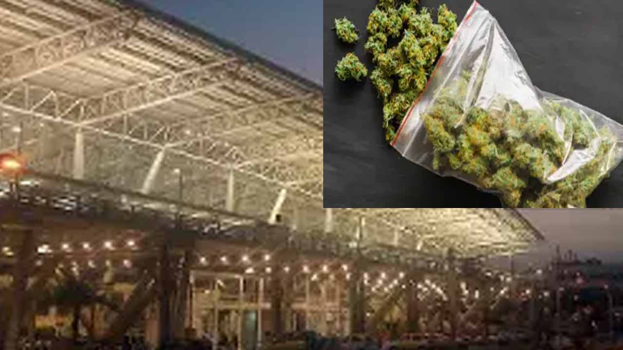 Customs checks at the airport.. Marijuana worth Rs. 3.8 crore seized