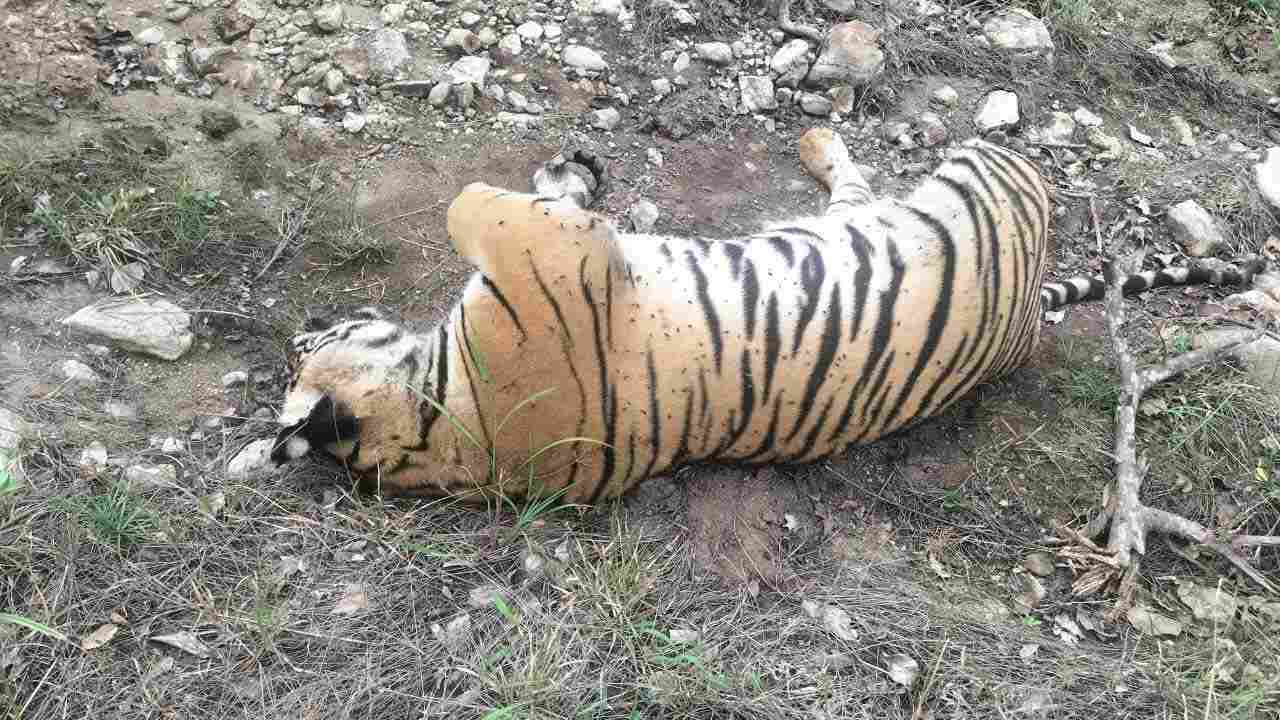 Tiger Poisoning