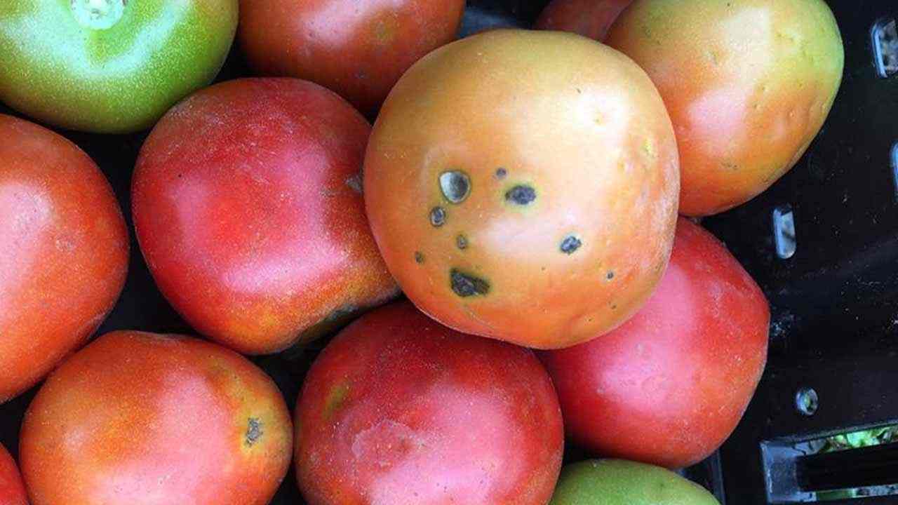 Tomato