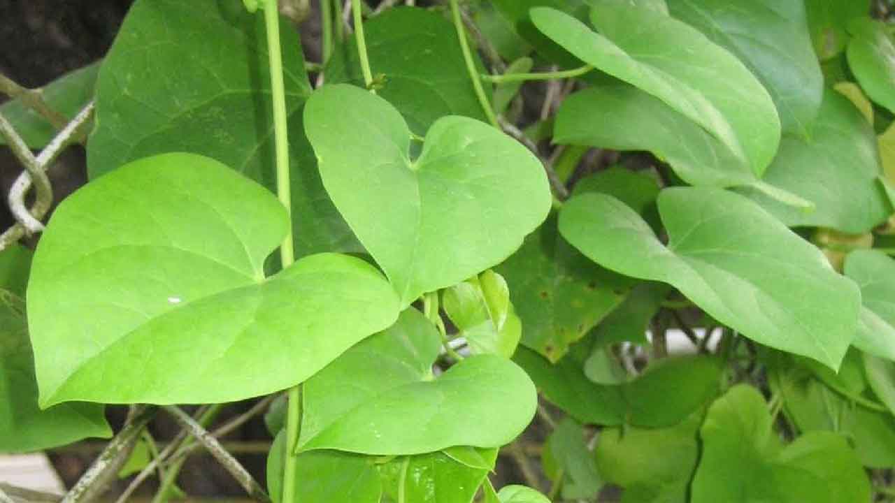 Amritua Balli
