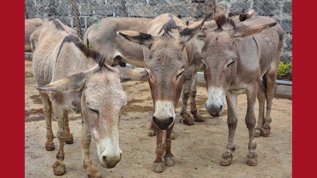 Donkeys Get Costly Due