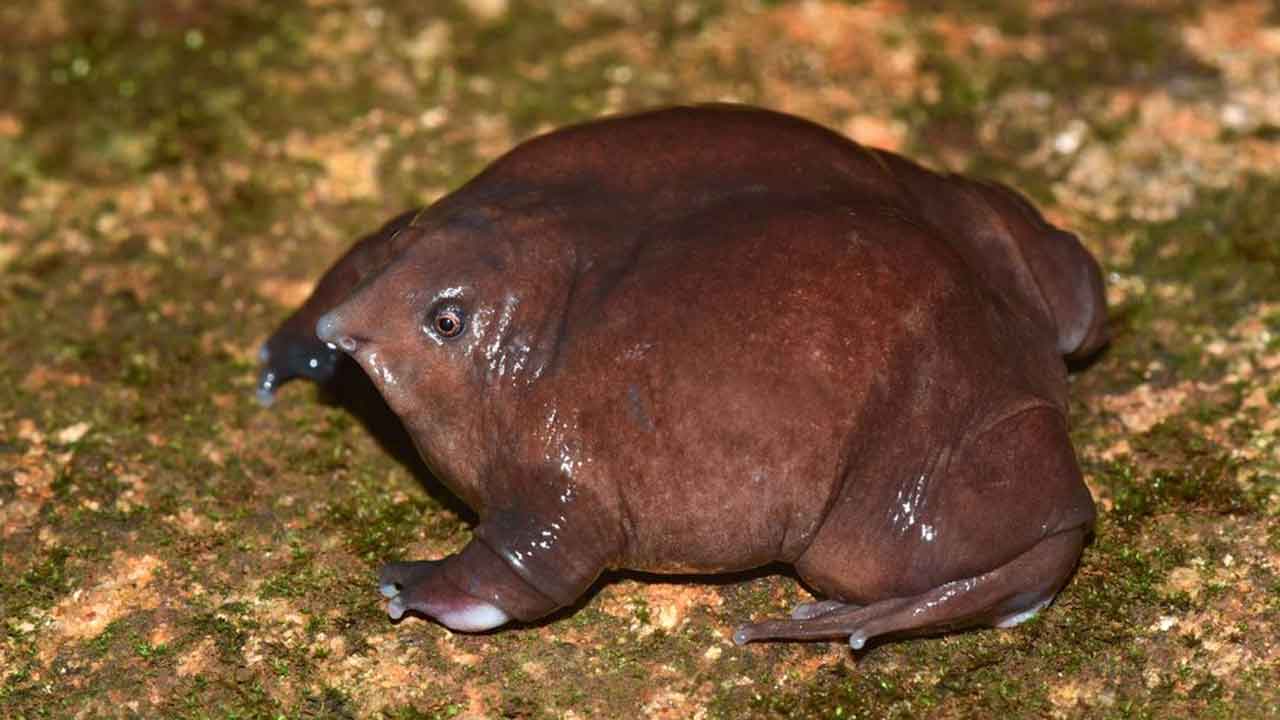 Frog