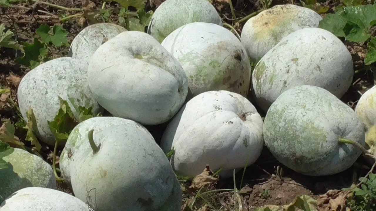 Gray pumpkin..not just a side dish..a cure-all!