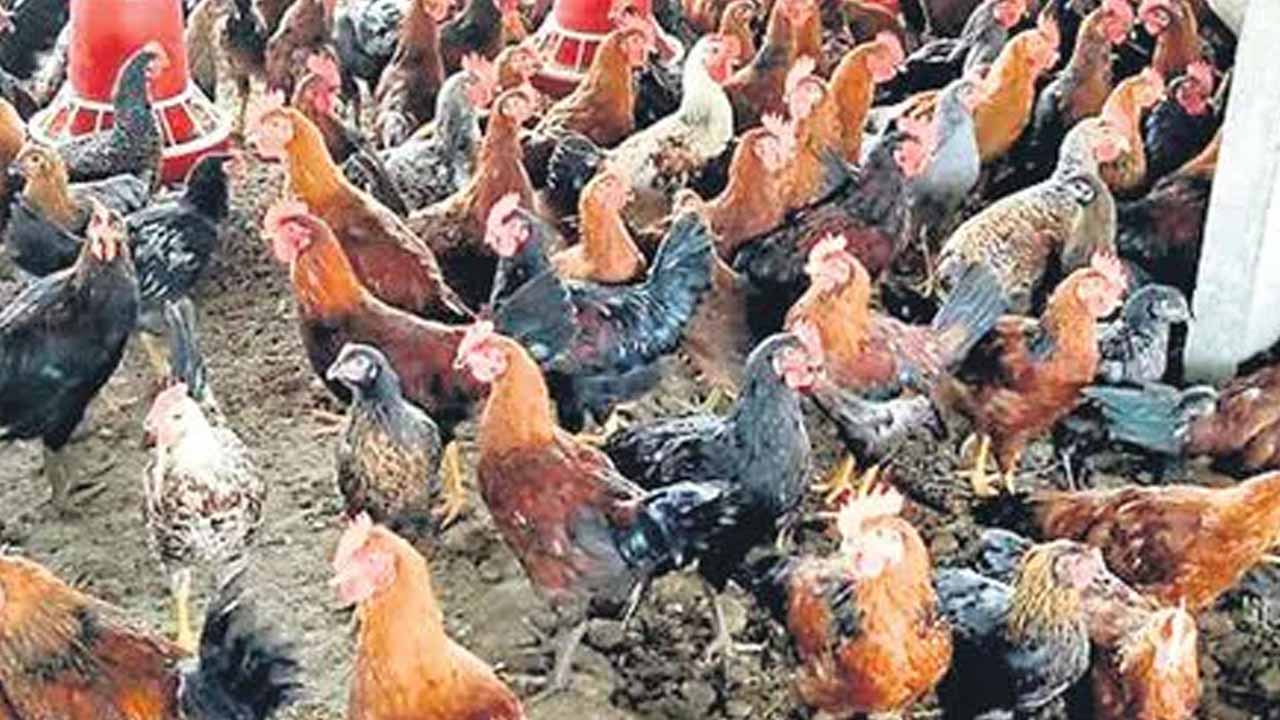 Advertisement of a chicken breed named after Narmada..controversy in Madhya Pradesh, anger of the Narmada Brahmin community