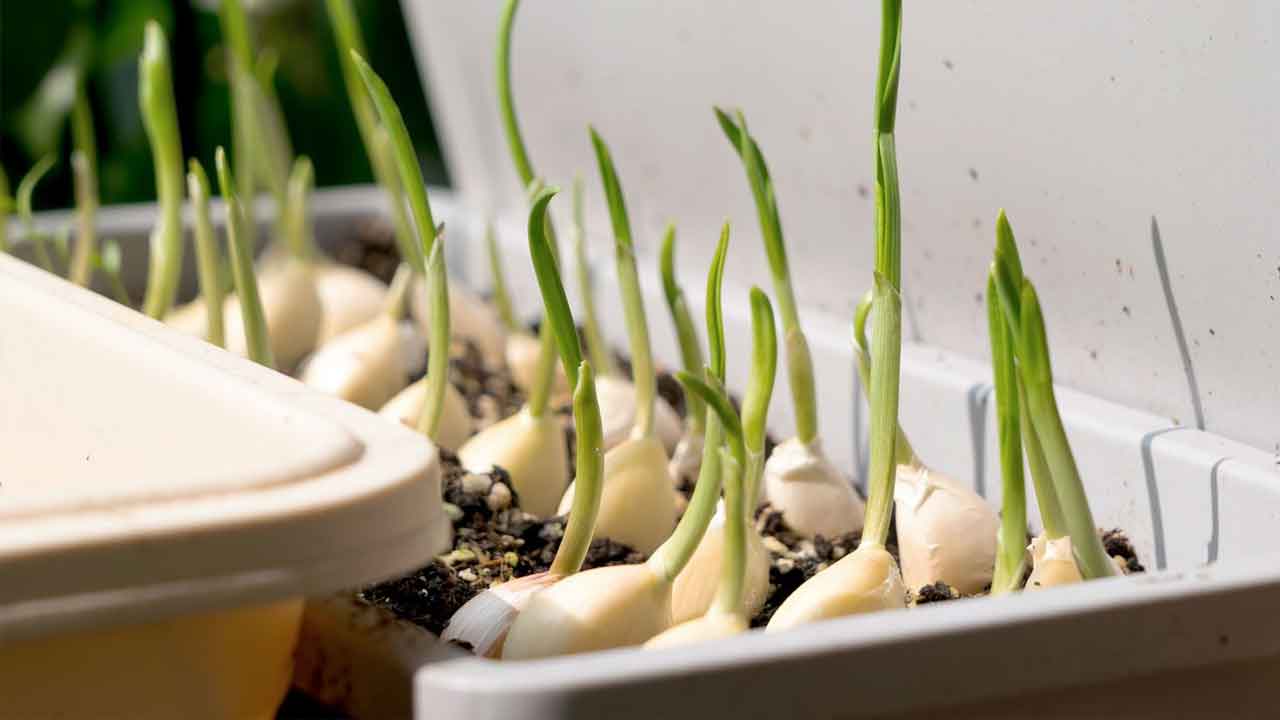 Garlic Sprouts
