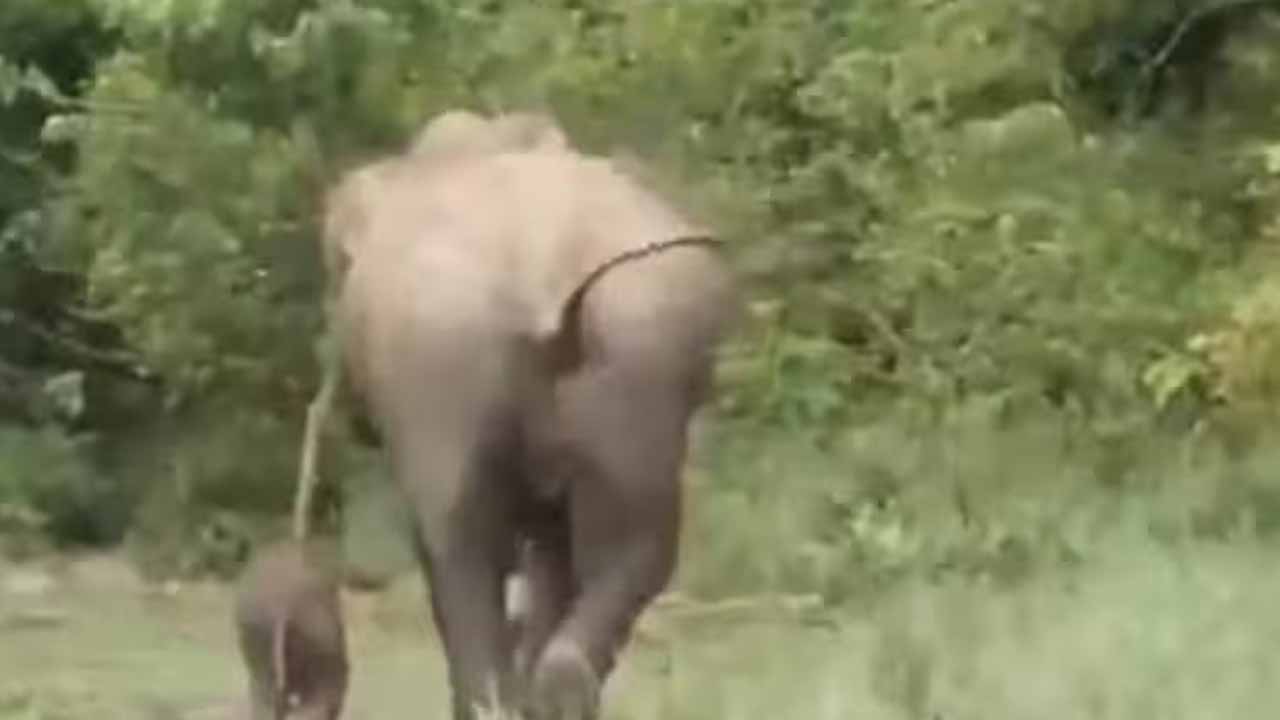 Heart-wrenching incident in Kaziranga National Park