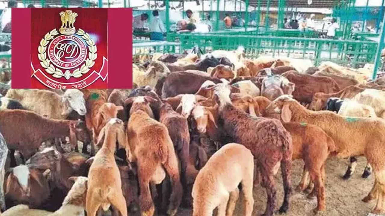 Sheep distribution scam case.. ED searches six places in Hyderabad