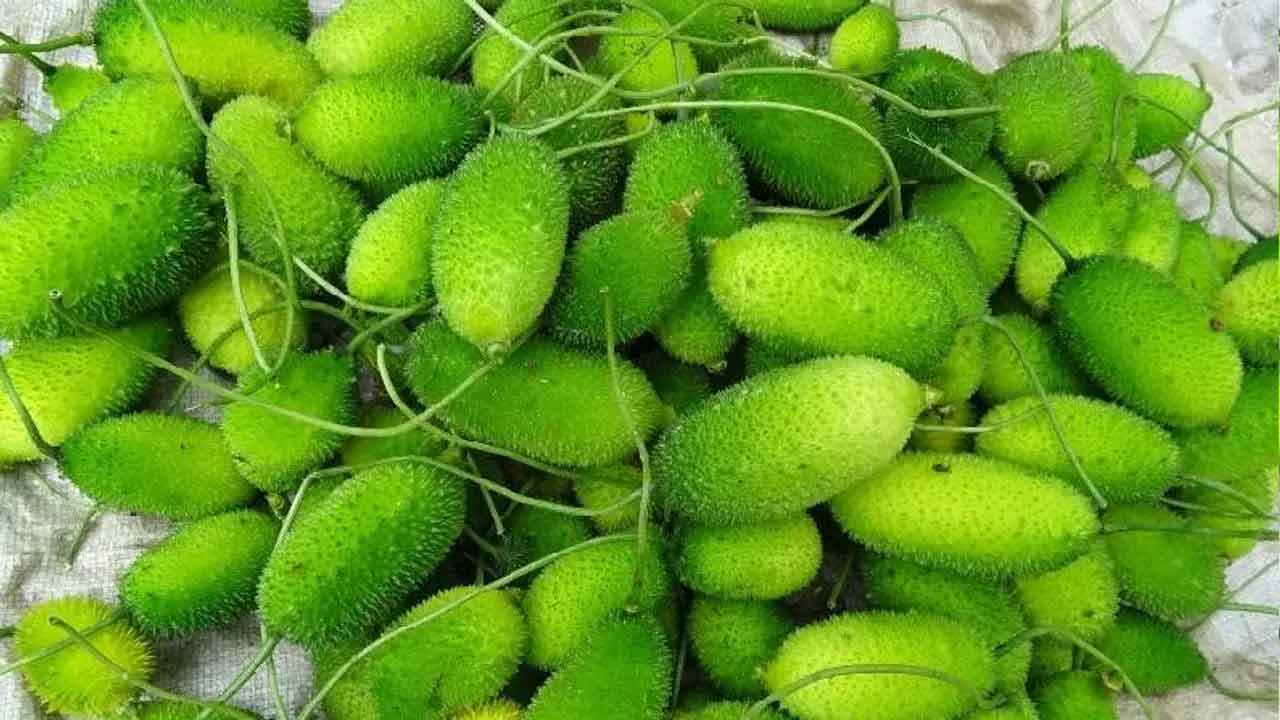 Spiny Gourd Or Teasel Gourd