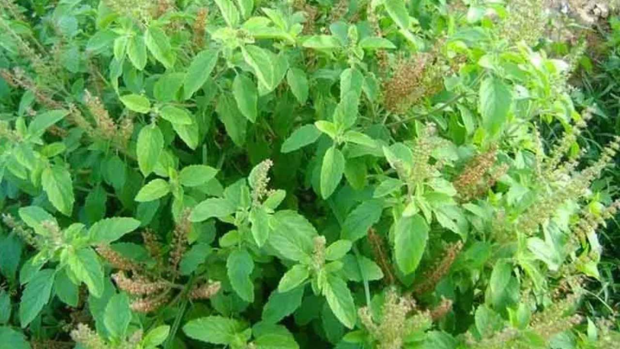 The miraculous properties of basil leaves..Do you know the many benefits of chewing and eating them first thing in the morning?
