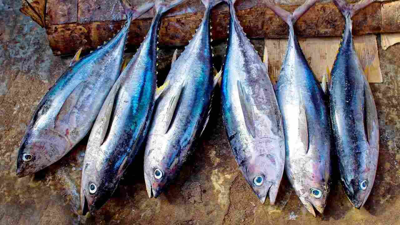 Tuna Fish