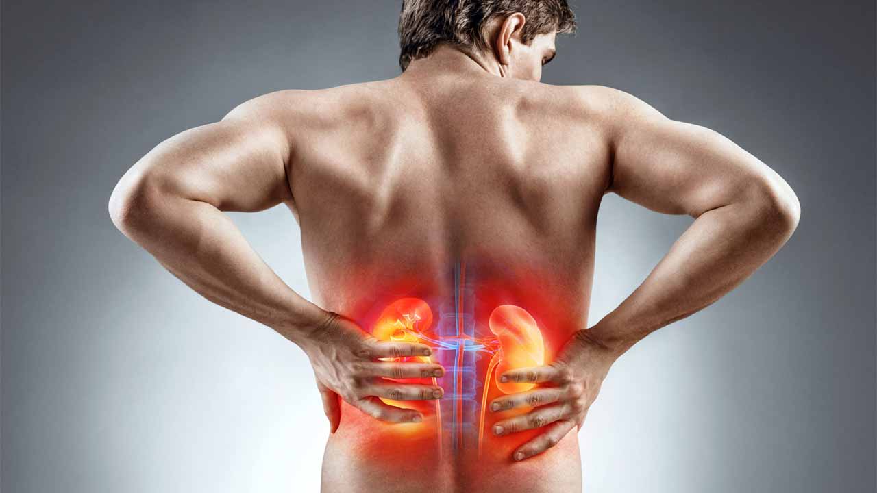 Kidney