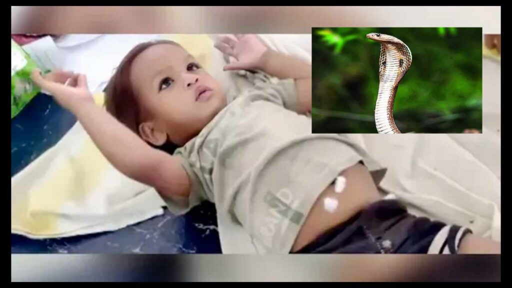 One Year Old Boy Bites Cobr