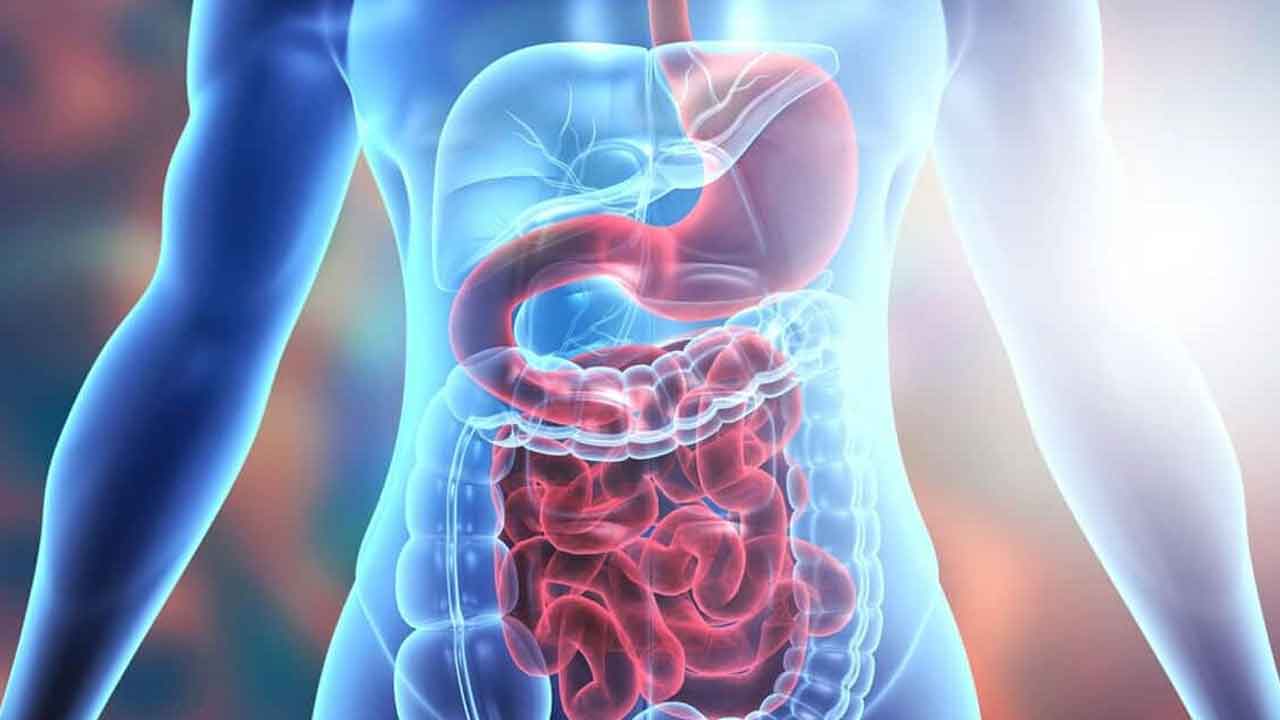 Digestion