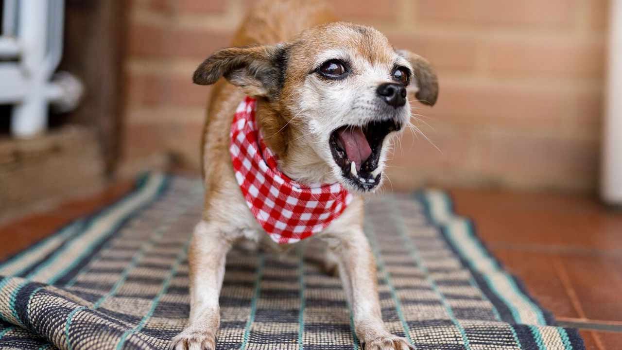 Dog