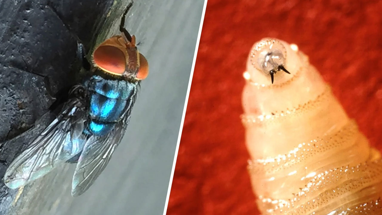 First Human Screwworm Case 