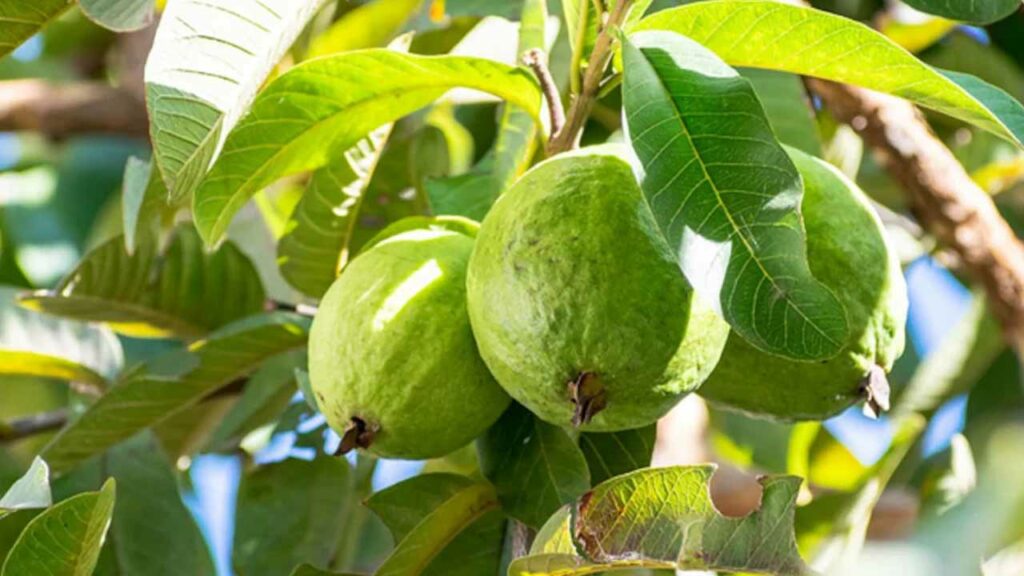 Guava Leaves
