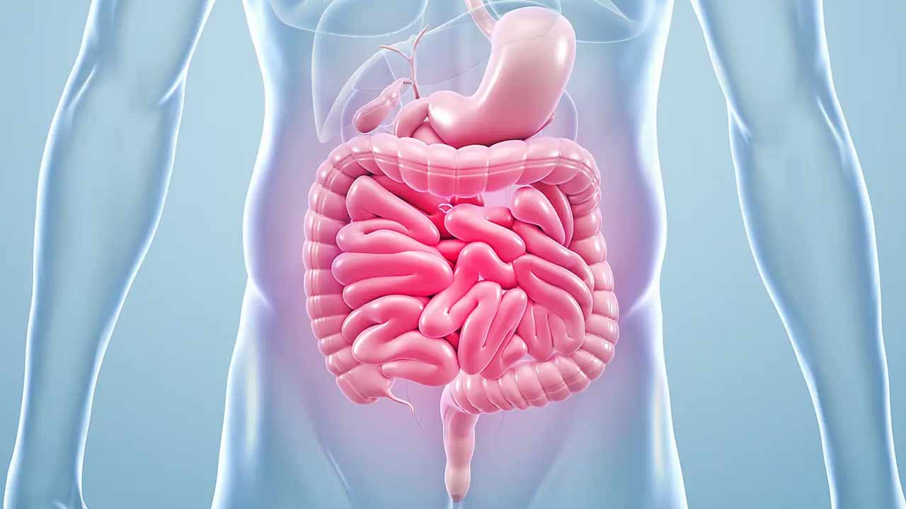 Gut Health