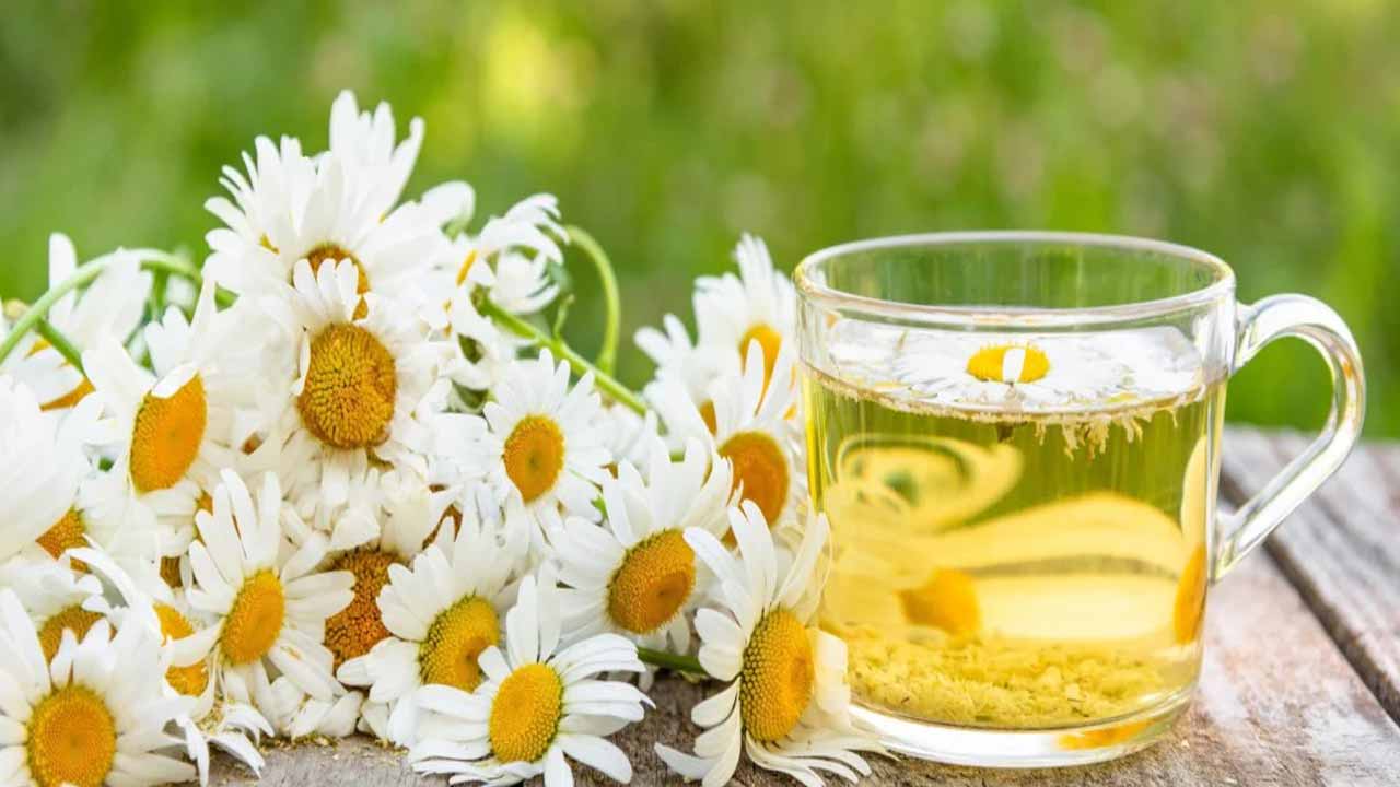 Herbal Tea Benefits : హెర్బల్ ‘టీ’తో ఎన్నో ప్రయోజనాలు.. చాలా సమస్యలకు చెక్ పెట్టవచ్చు! Herbal 'tea' has many benefits.. It can help control many problems!