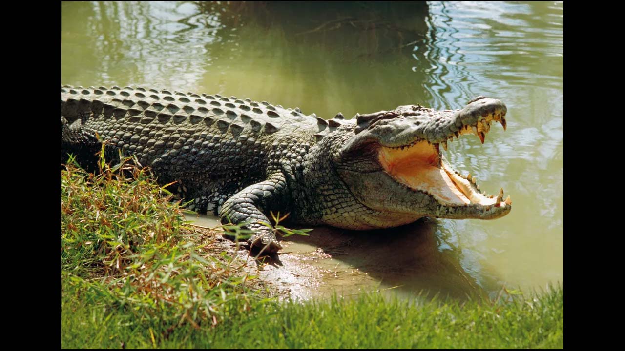 Mother Fought With The Croc