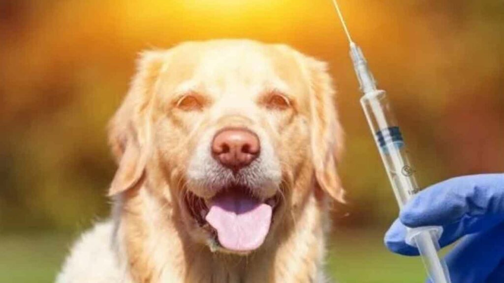 Pet Dogs