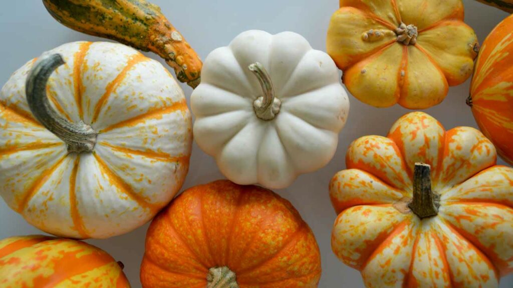 Pumpkin